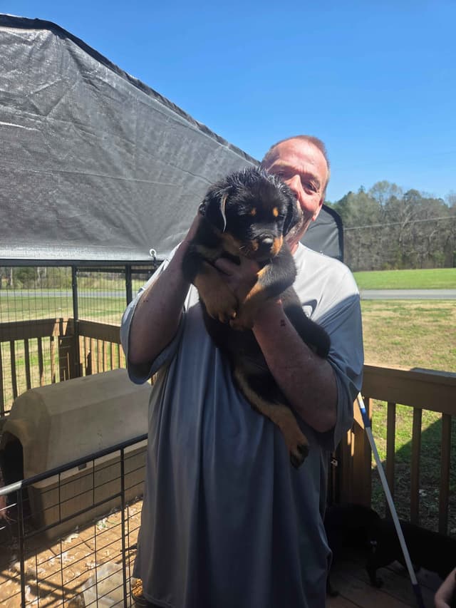Rottweiler Puppies media 4
