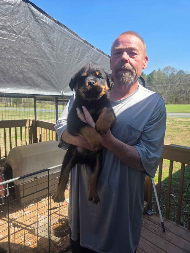 Rottweiler Puppies media 7