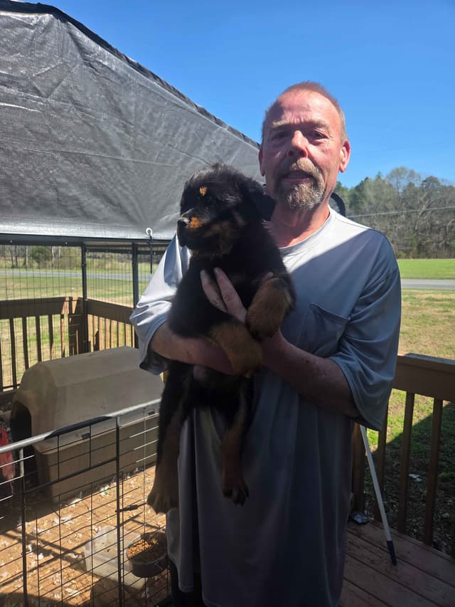 Rottweiler Puppies media 8