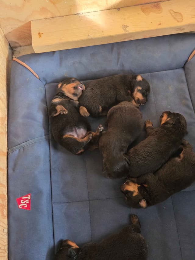 Rottweiler Puppies media 9
