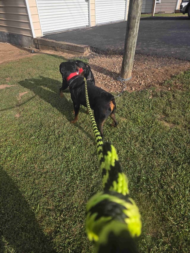 Rottweiler Puppies media 10