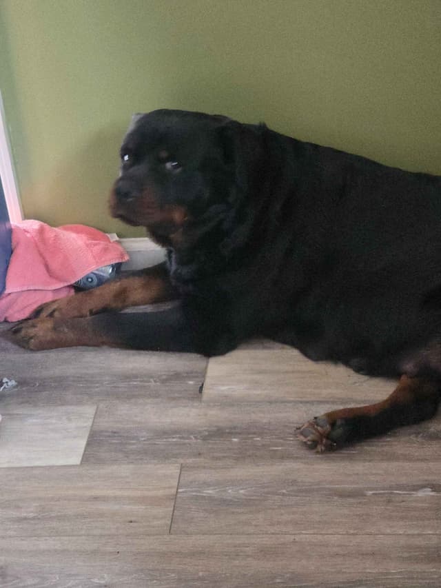 Rottweiler Puppies media 11