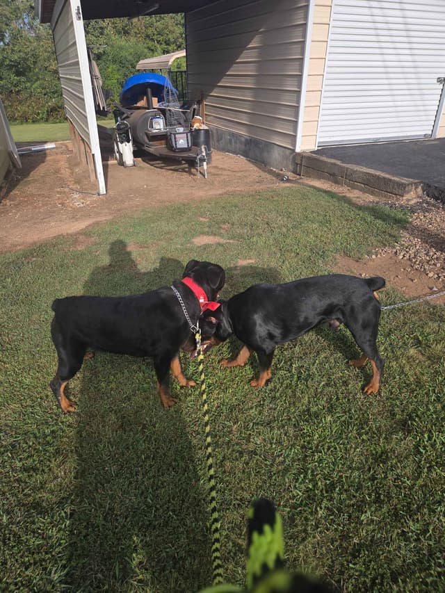 Rottweiler Puppies media 12