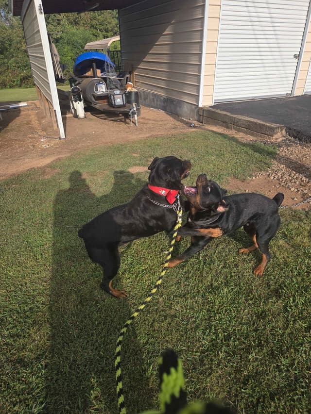 Rottweiler Puppies media 13