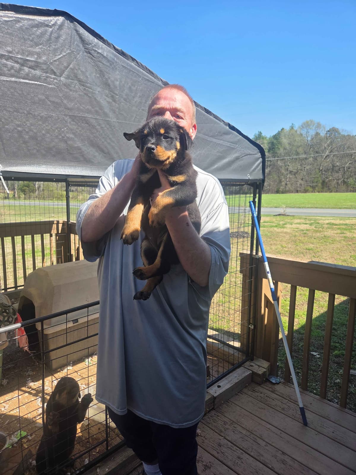 Rottweiler Puppies breeder image 1