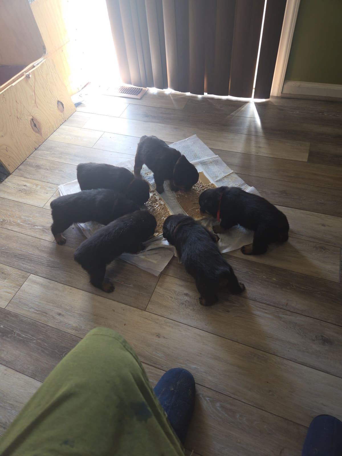 Rottweiler Puppies breeder image 4