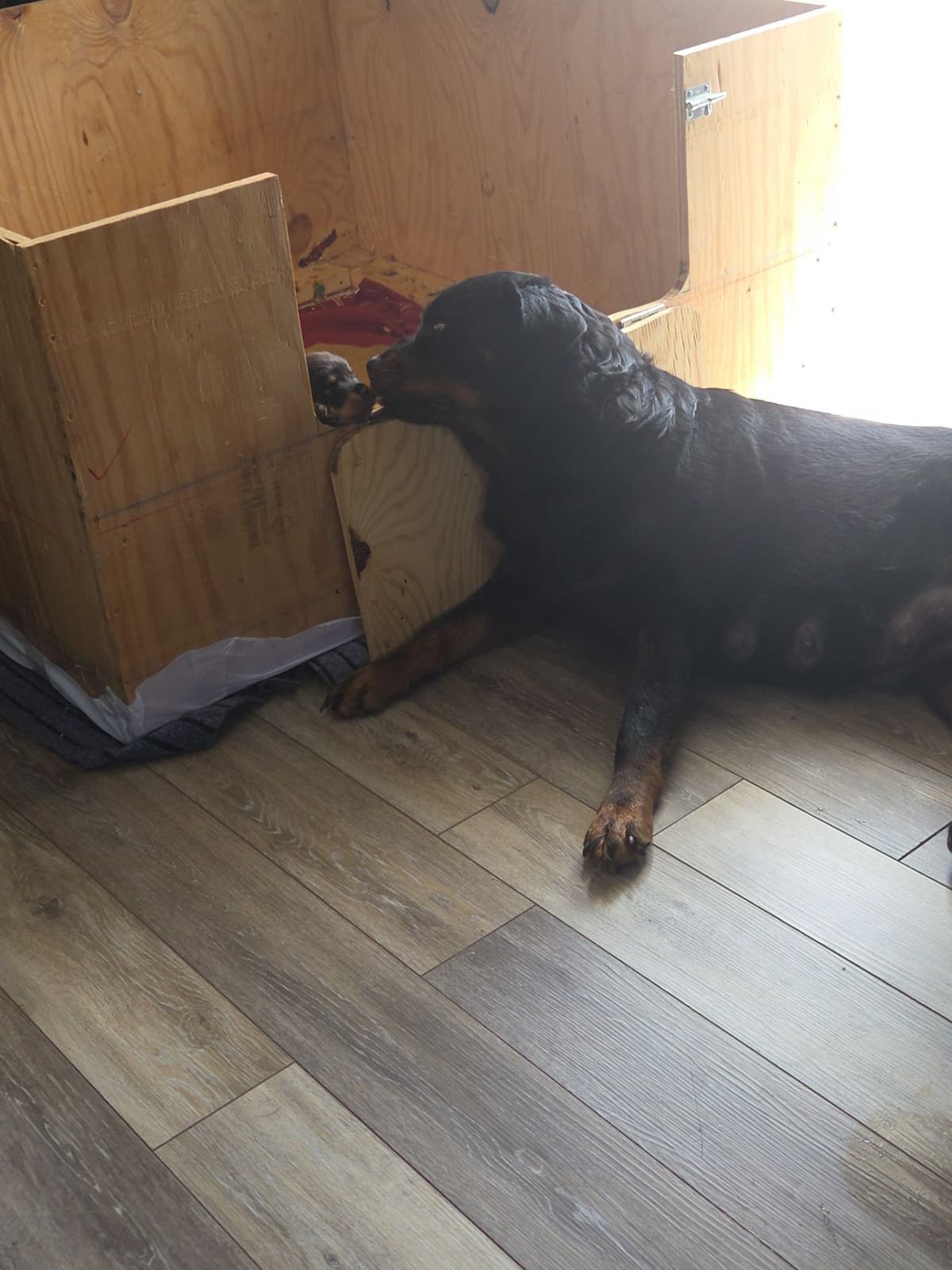 Rottweiler Puppies breeder image 5