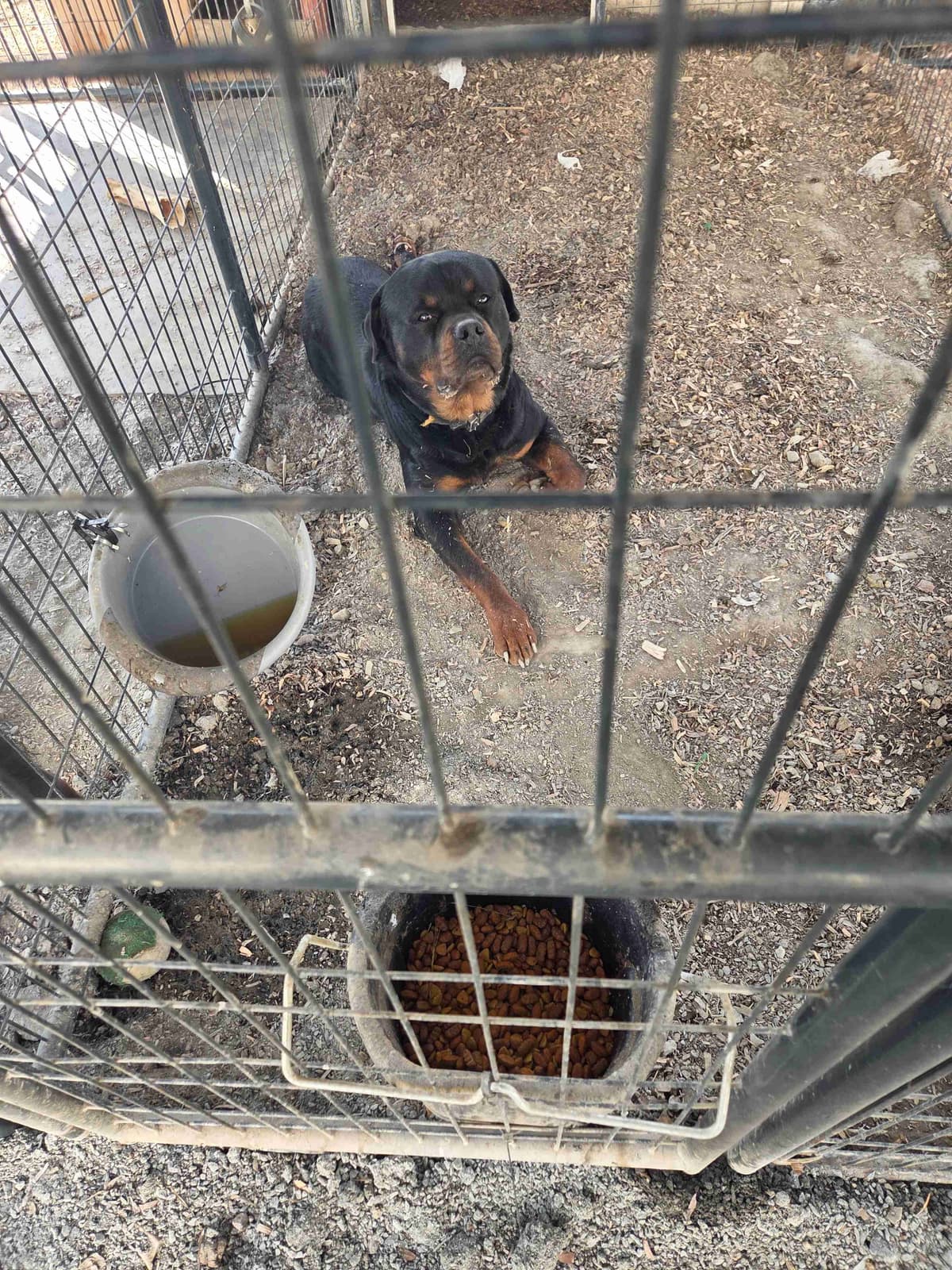 Rottweiler Puppies breeder image 6