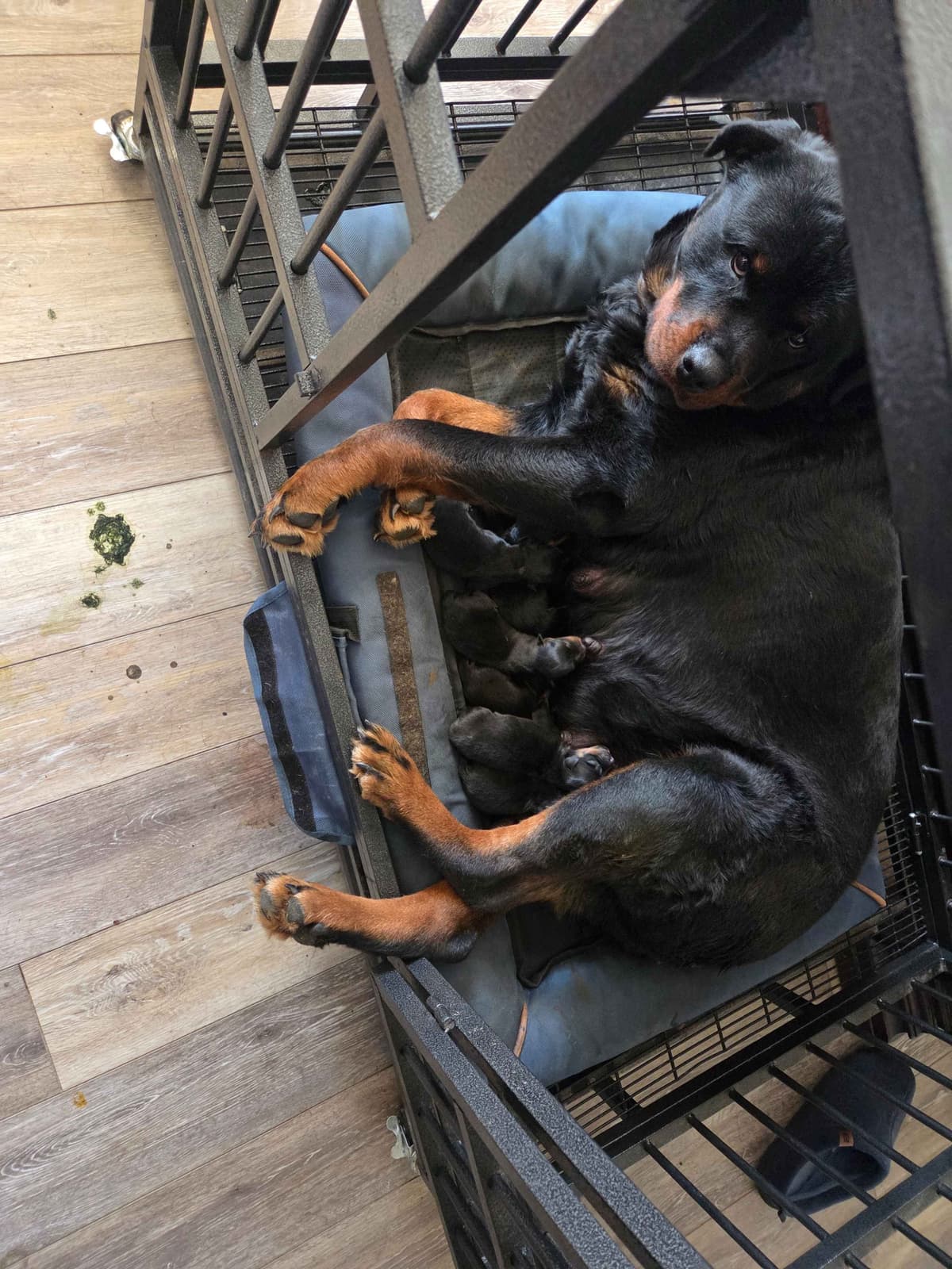 Rottweiler Puppies breeder image 7