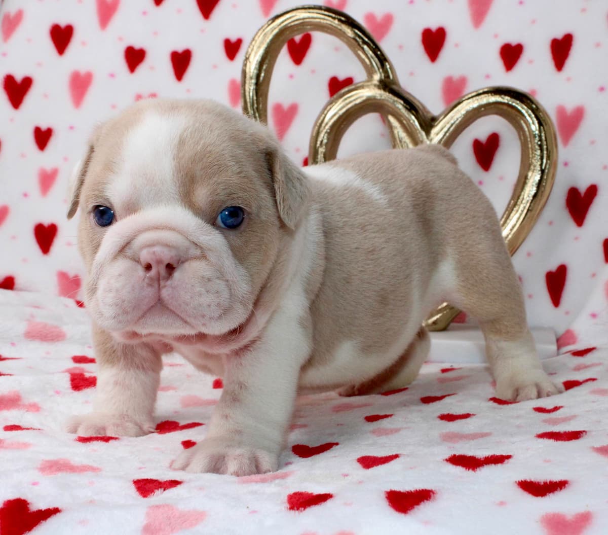 Bulldog Puppies breeder image 1