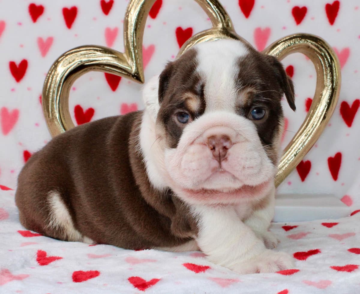 Bulldog Puppies breeder image 3