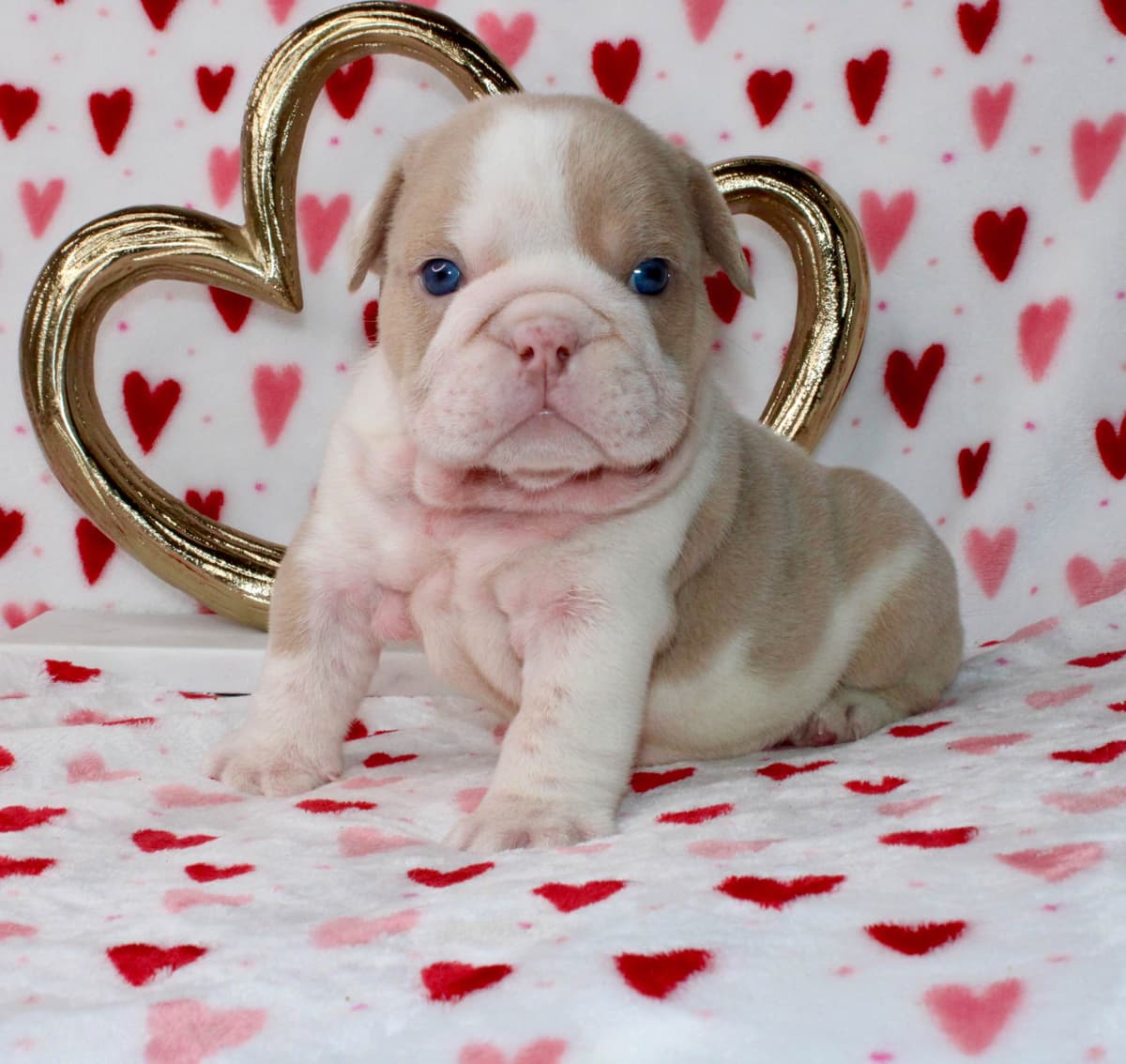 Bulldog Puppies breeder image 2