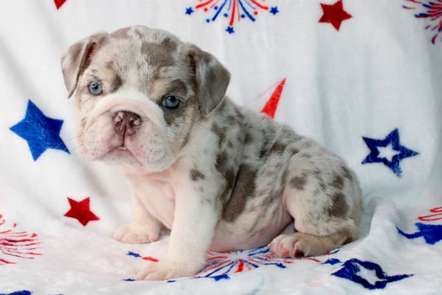 Bulldog Puppies media 3