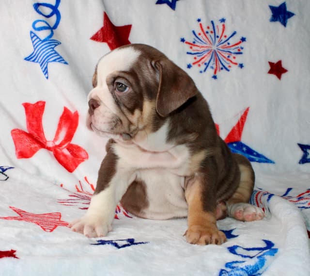 Bulldog Puppies media 6