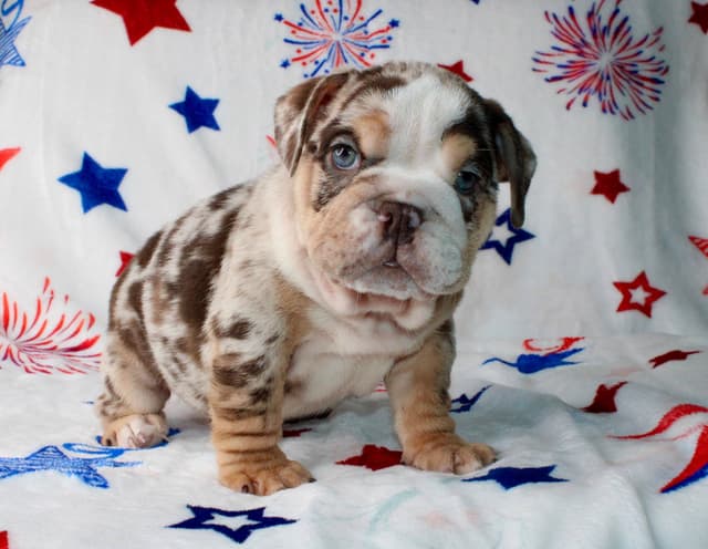 Bulldog Puppies media 2