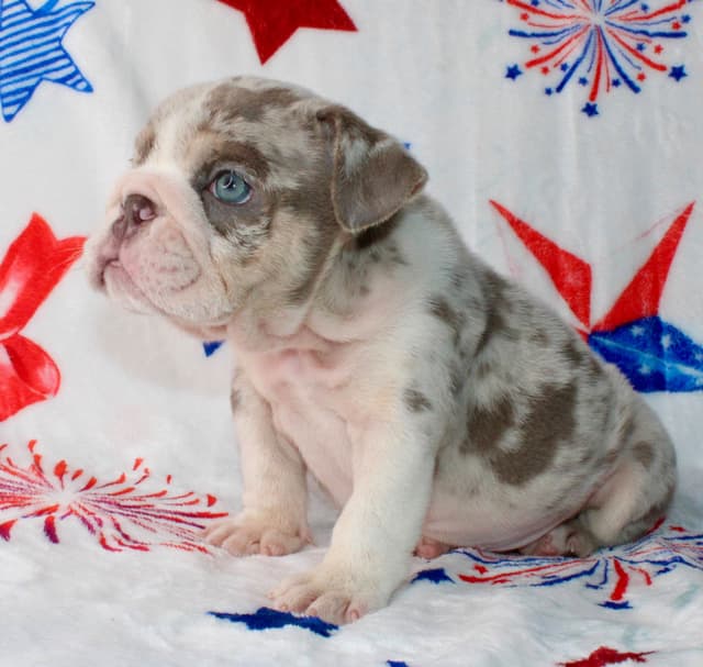 Bulldog Puppies media 4