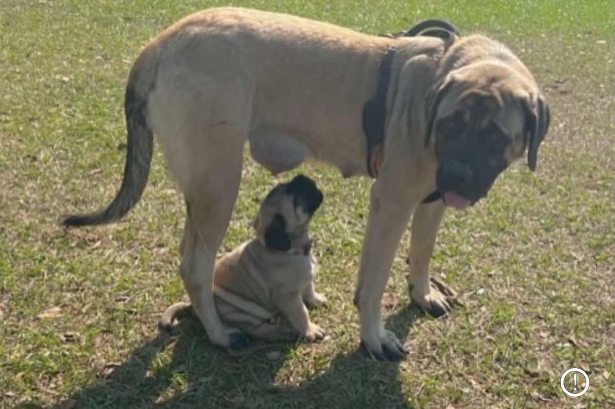 ๐พ English Mastiff Puppies ๐พ breeder image 2