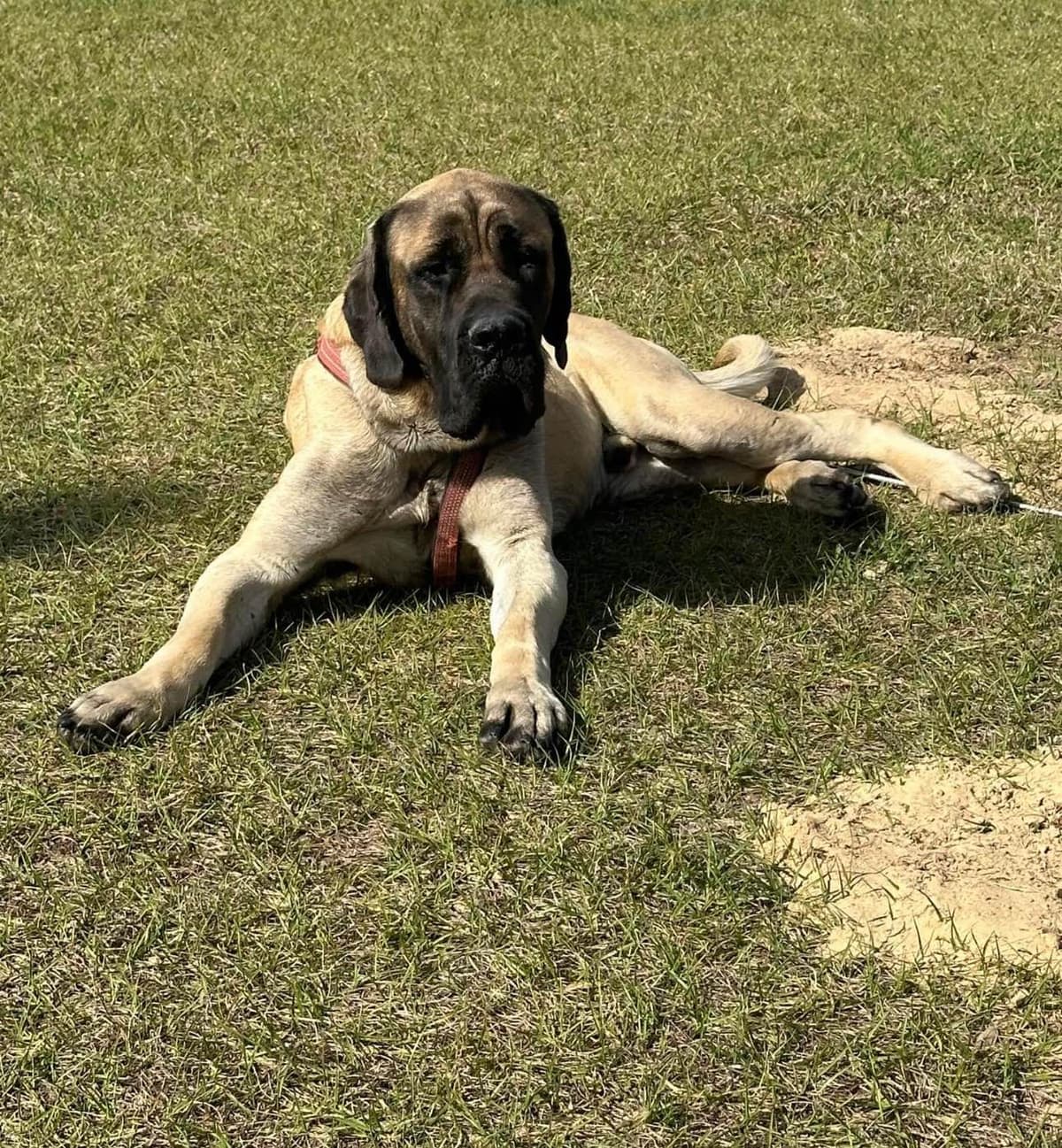 ๐พ English Mastiff Puppies ๐พ breeder image 5