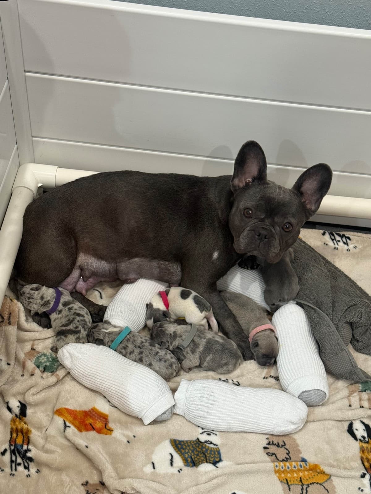 ๐พ English Mastiff Puppies ๐พ breeder image 7