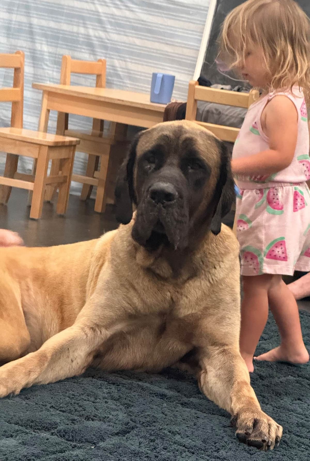 ๐พ English Mastiff Puppies ๐พ breeder image 8