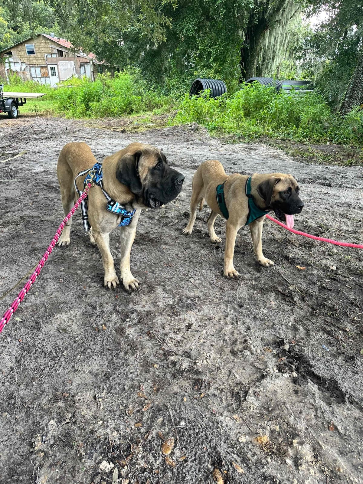 ๐พ English Mastiff Puppies ๐พ breeder image 10