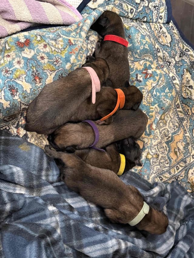 🐾 English  Mastiff Puppies 🐾 media 9
