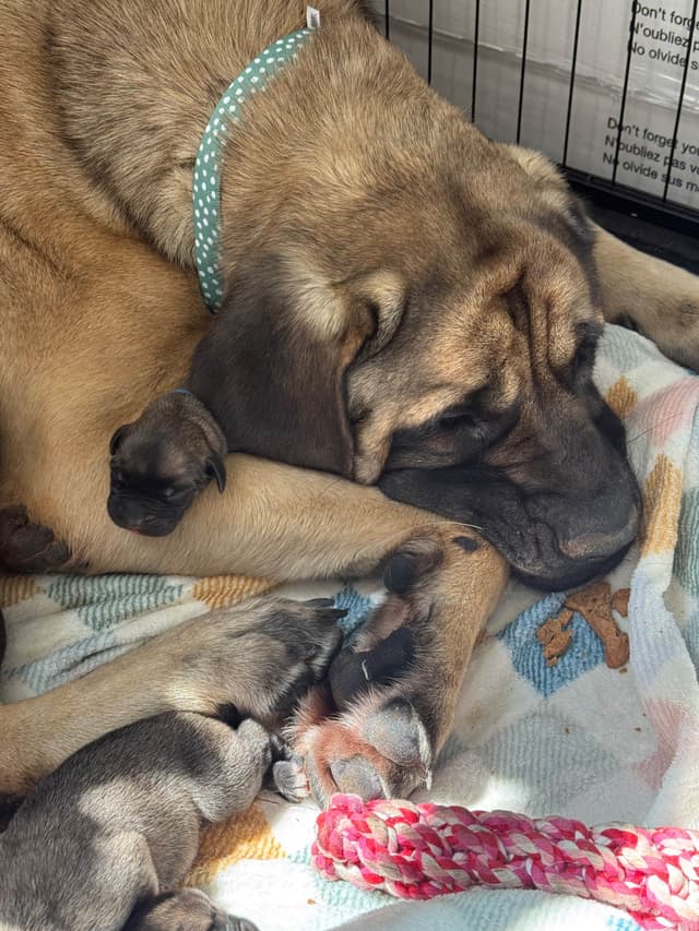 🐾 English  Mastiff Puppies 🐾 media 10