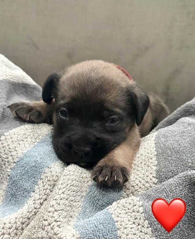 🐾 English  Mastiff Puppies 🐾 media 6
