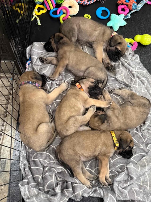 🐾 English  Mastiff Puppies 🐾 media 8
