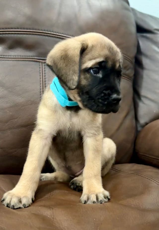 🐾 English  Mastiff Puppies 🐾 media 4