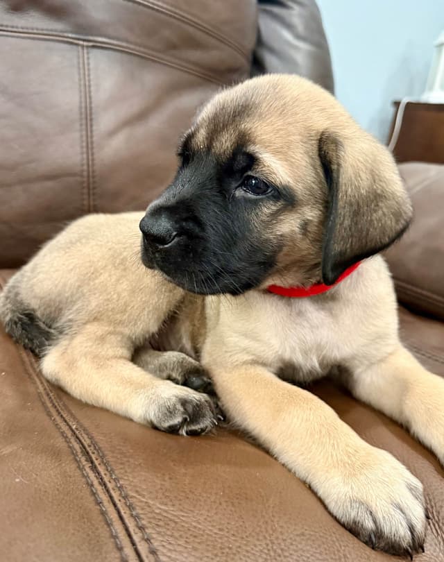 🐾 English  Mastiff Puppies 🐾 media 5