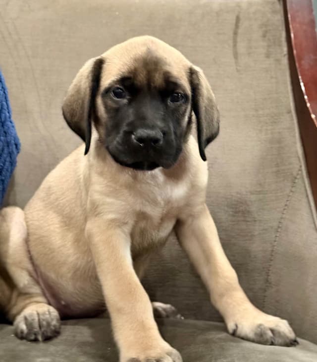 🐾 English  Mastiff Puppies 🐾 media 2