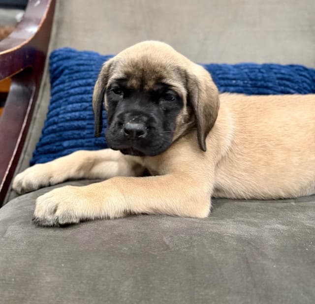 🐾 English  Mastiff Puppies 🐾 media 3