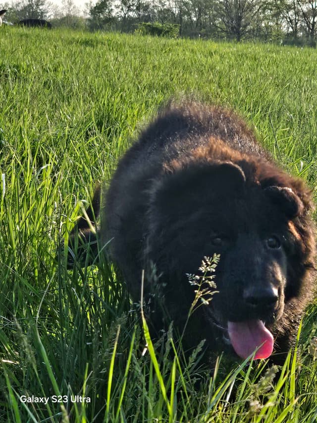 German Shepherd Dog Puppies media 5