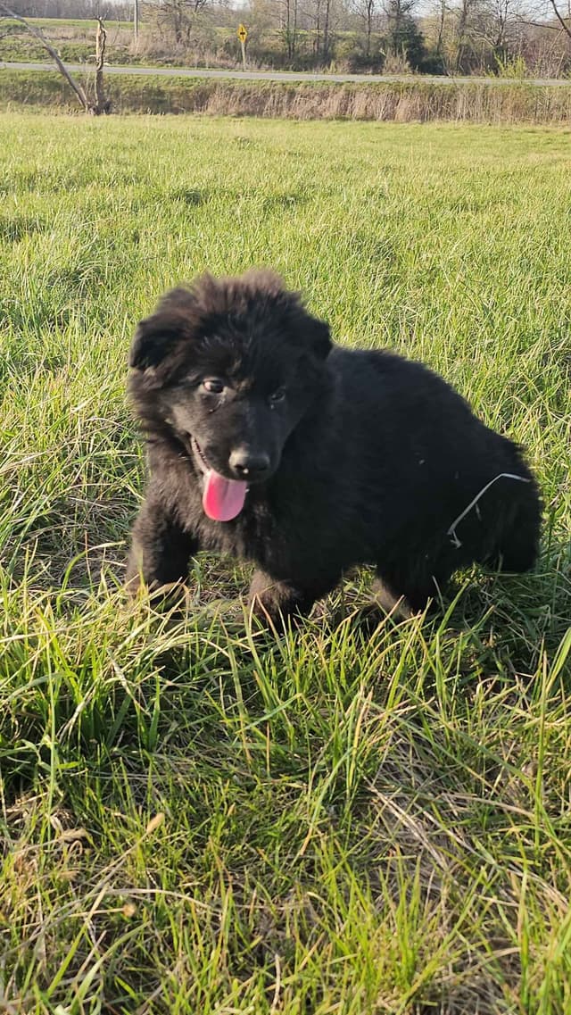 German Shepherd Dog Puppies media 8