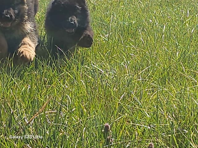 German Shepherd Dog Puppies media 6