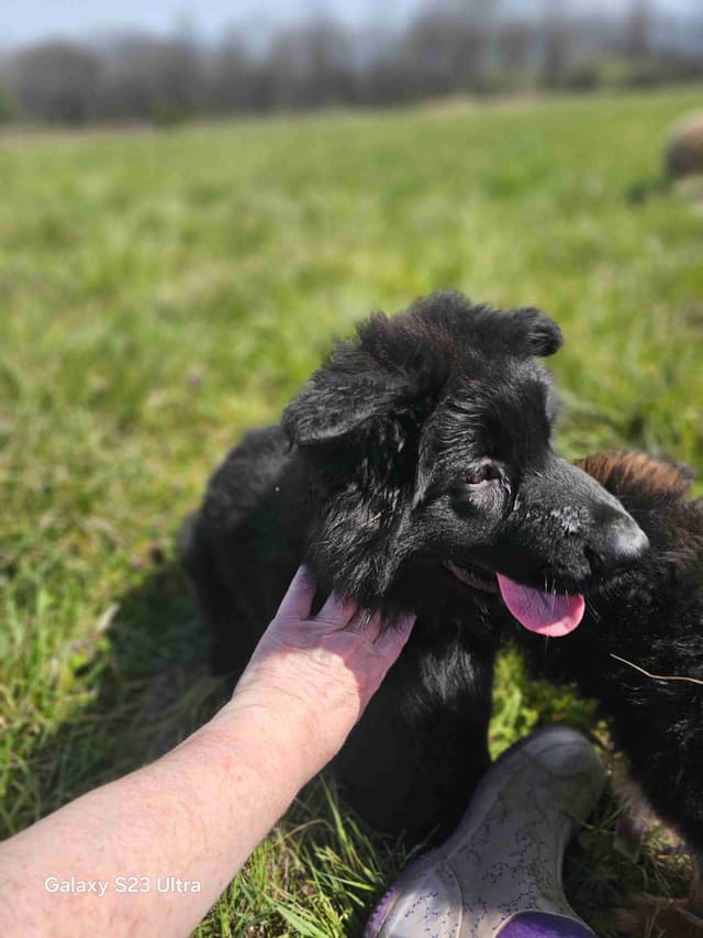 German Shepherd Dog Puppies media 10