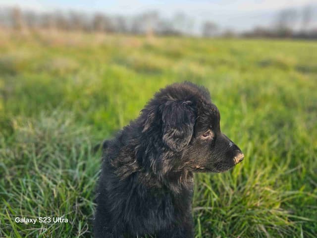 German Shepherd Dog Puppies media 13