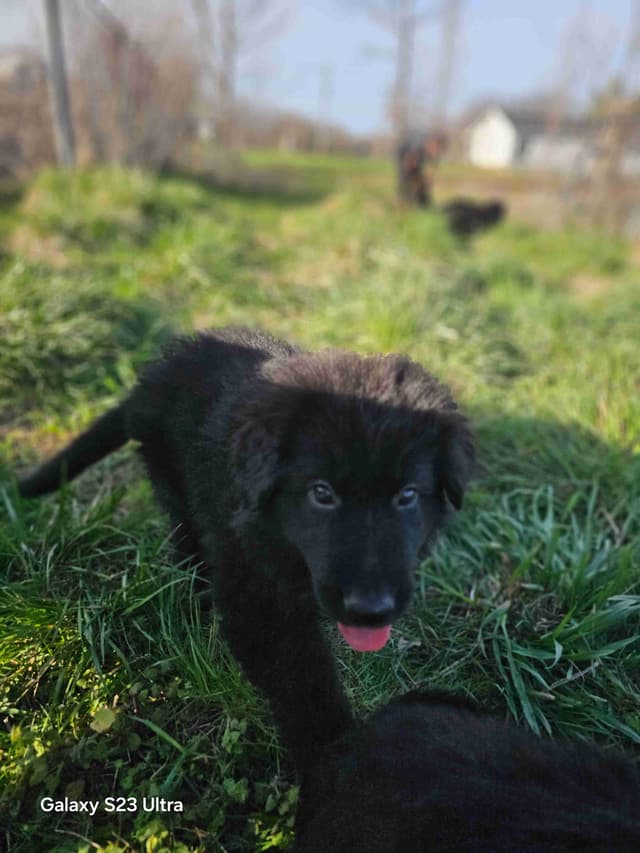 German Shepherd Dog Puppies media 16
