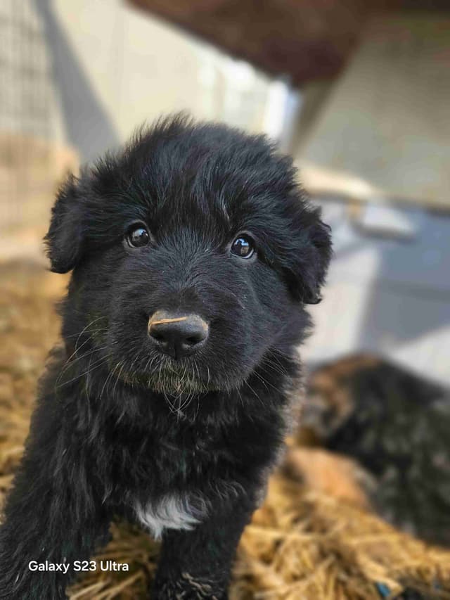 German Shepherd Dog Puppies media 18