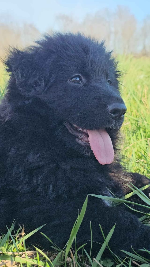 German Shepherd Dog Puppies media 15