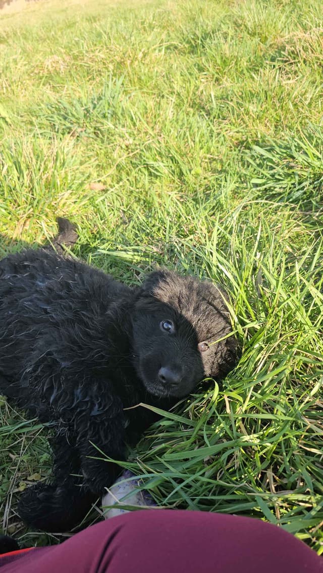 German Shepherd Dog Puppies media 19