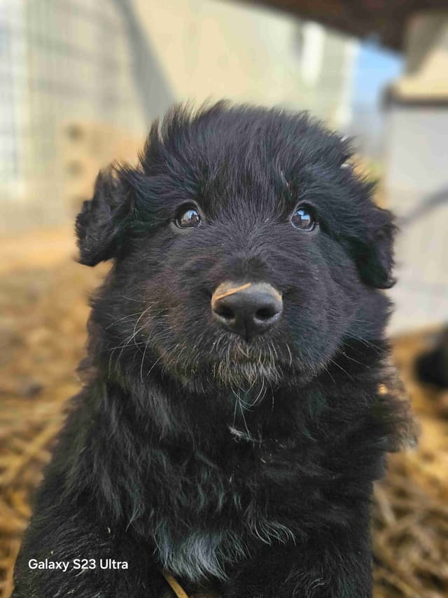 German Shepherd Dog Puppies media 21