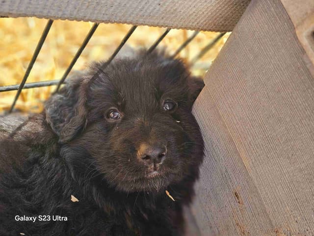 German Shepherd Dog Puppies media 20