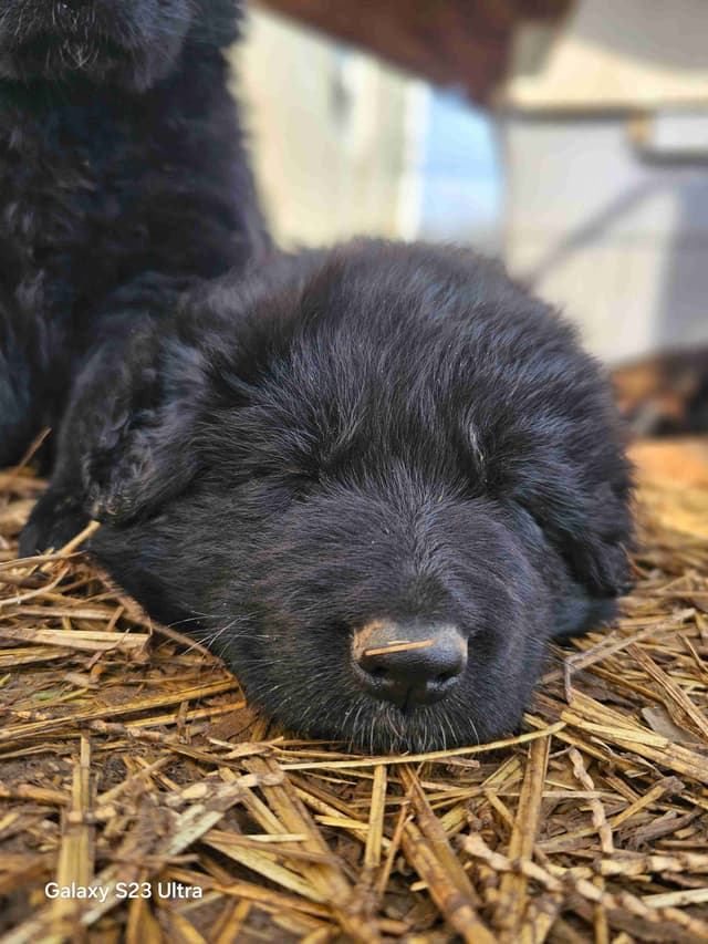 German Shepherd Dog Puppies media 22