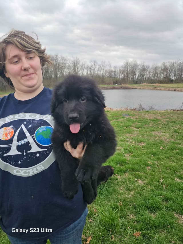 German Shepherd Dog Puppies media 24