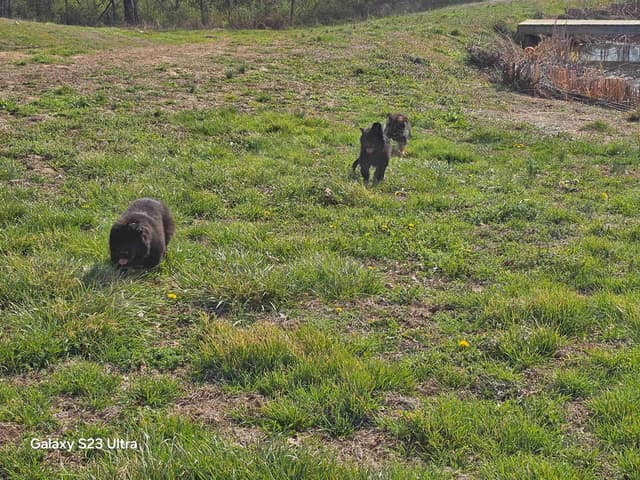 German Shepherd Dog Puppies media 26
