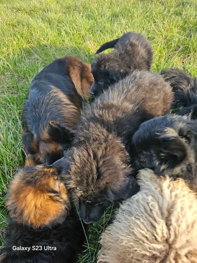 German Shepherd Dog Puppies media 28