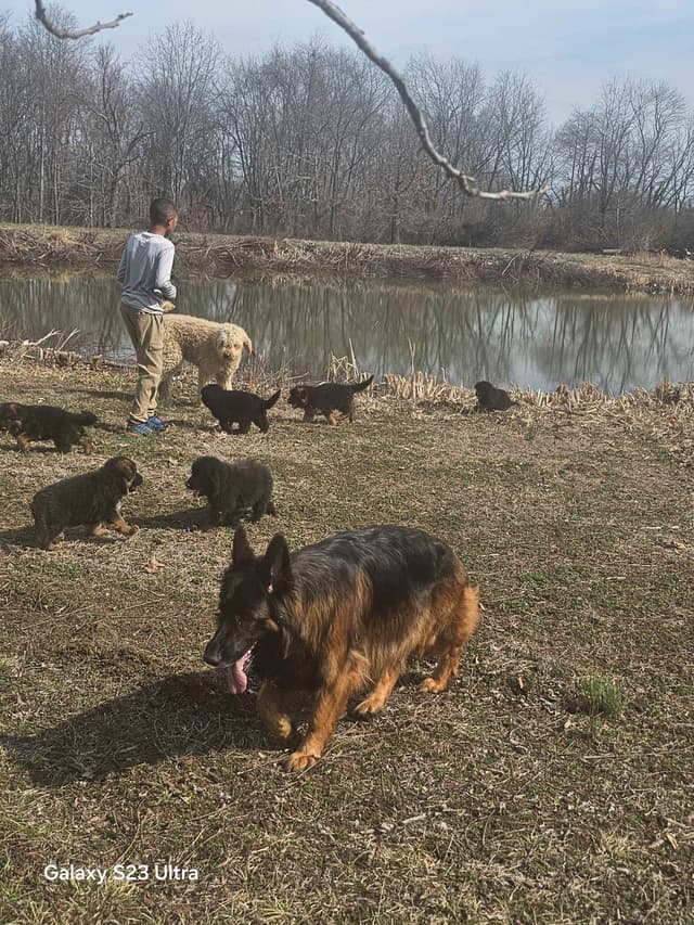 German Shepherd Dog Puppies media 29