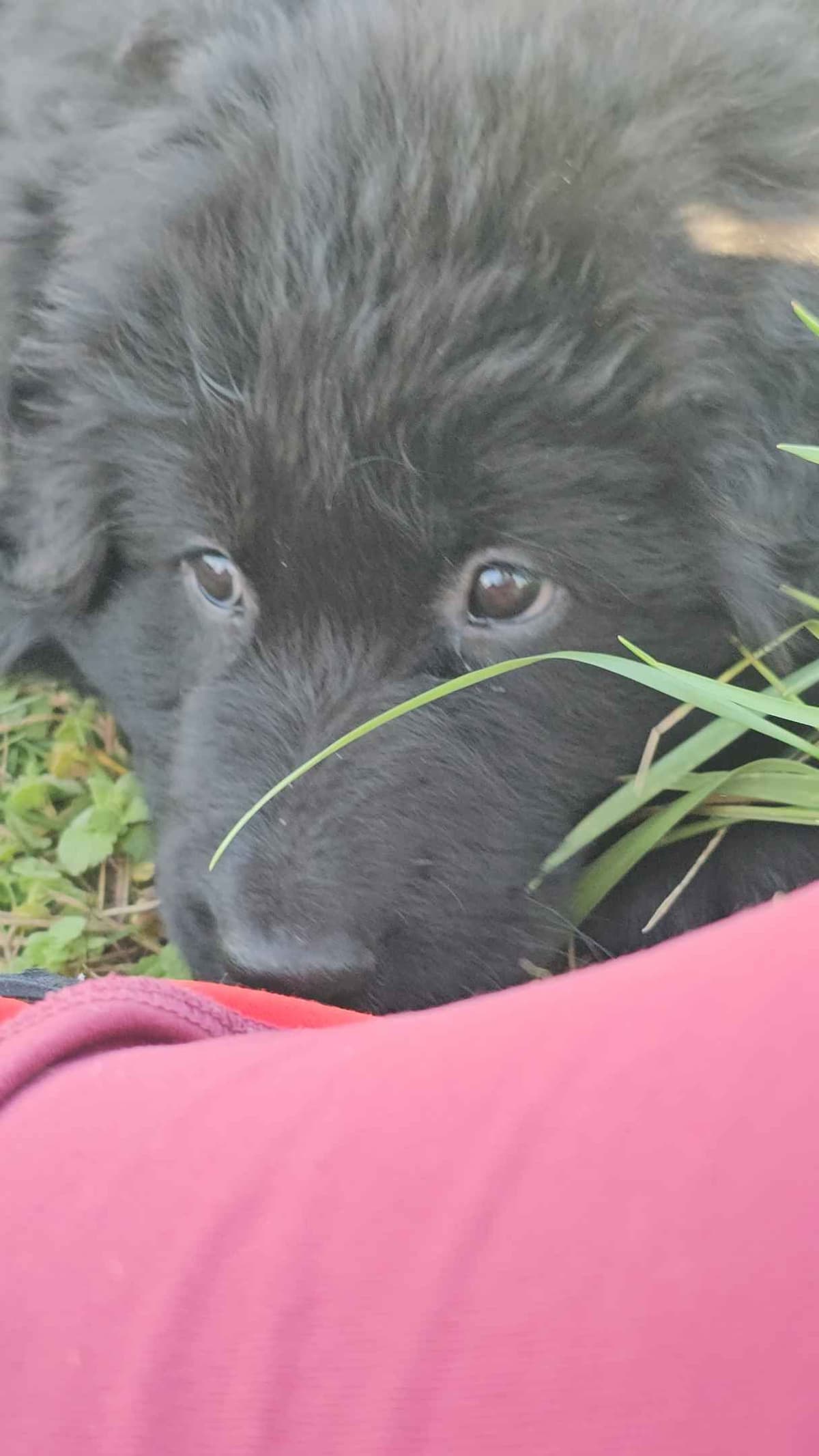 German Shepherd Dog Puppies breeder image 1